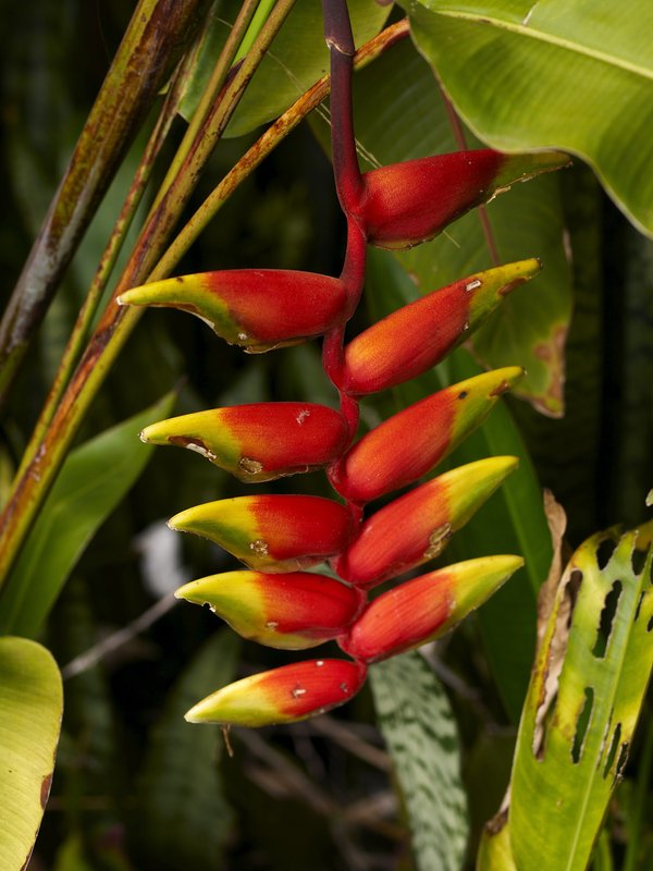 Bolaven Plateau, Firecracker plant